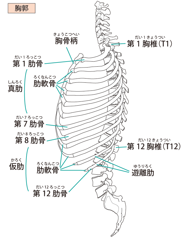 背骨と骨盤