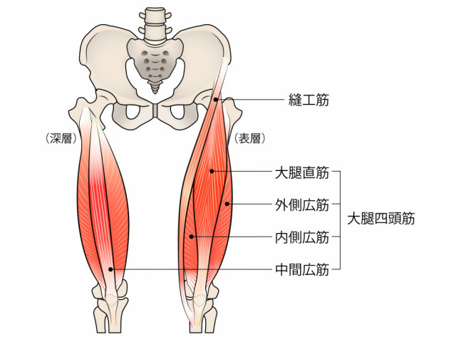 大腿骨