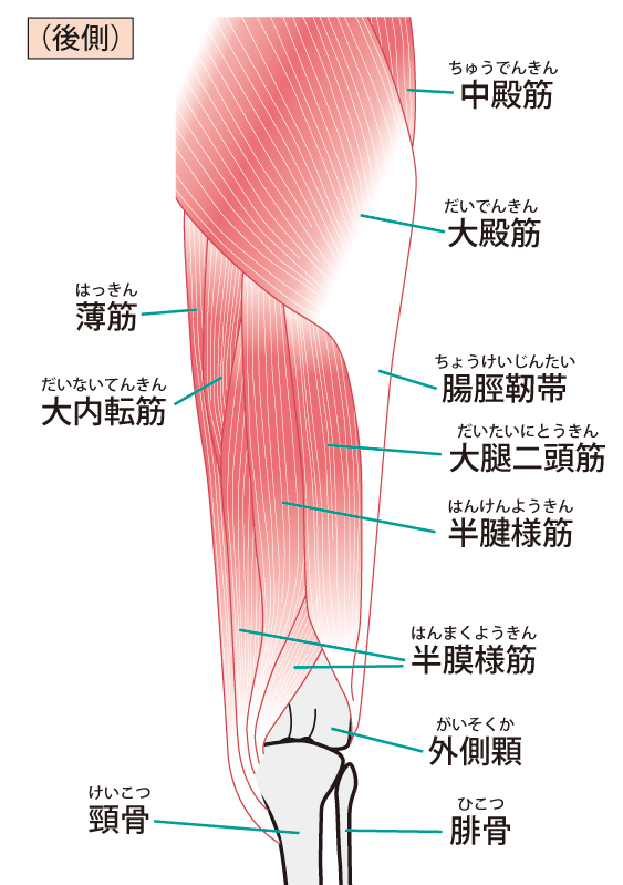 大腿骨